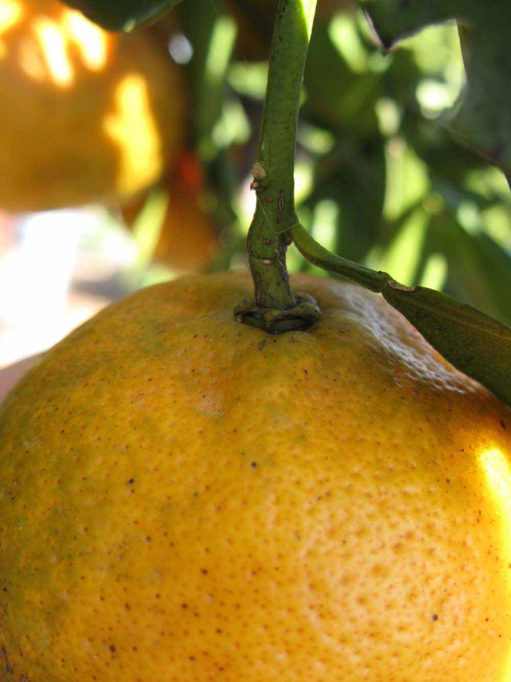              Fruit (Winter Haven, FL)       